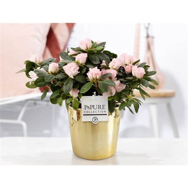 <h4>1st class Azalea pink in P&PURE Laryssa ceramics shiny gold</h4>