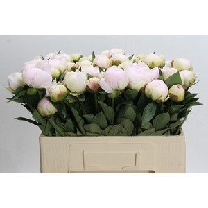 Paeonia Florence Nicholls