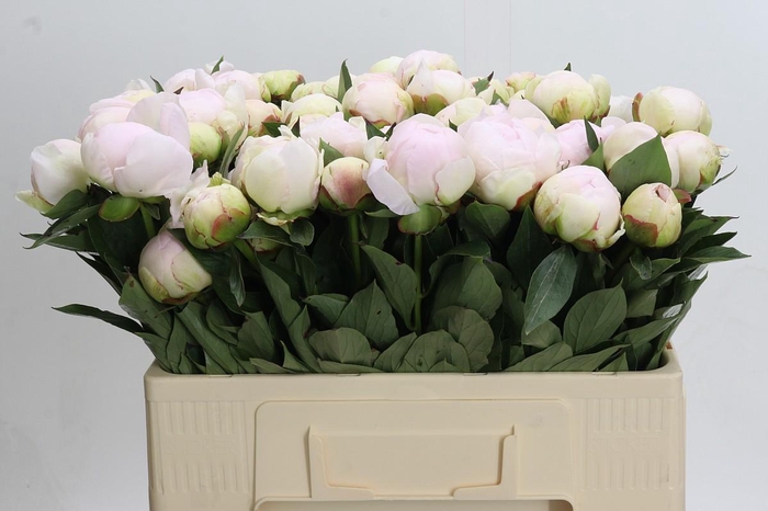 <h4>Paeonia Florence Nicholls</h4>