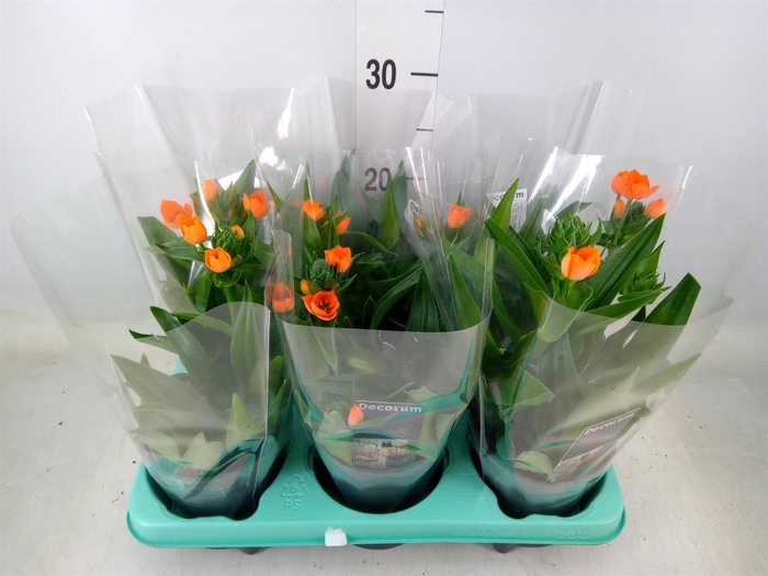<h4>Ornithogalum dubium</h4>