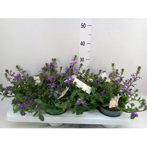 Scaevola aemula   ...