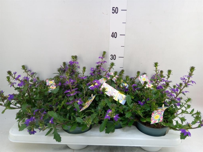 <h4>Scaevola aemula   ...</h4>