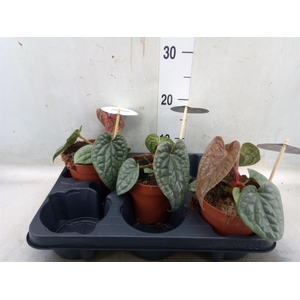 Anthurium   ...