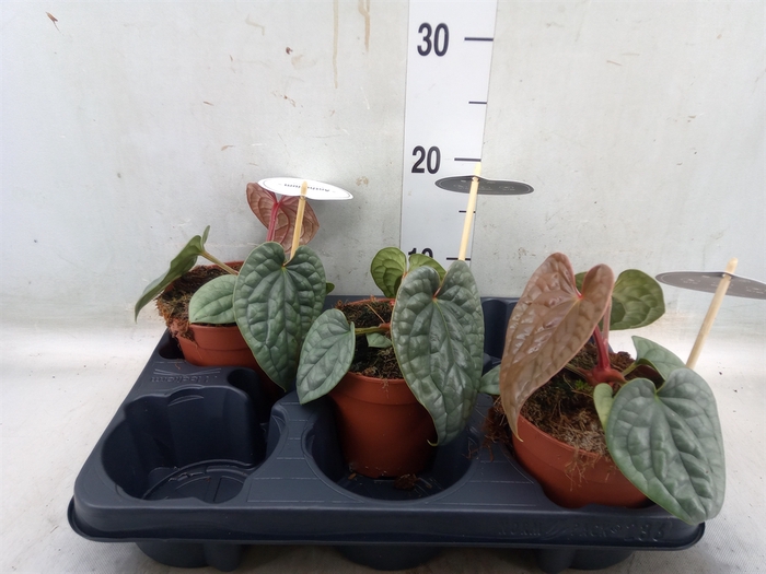 <h4>Anthurium   ...</h4>