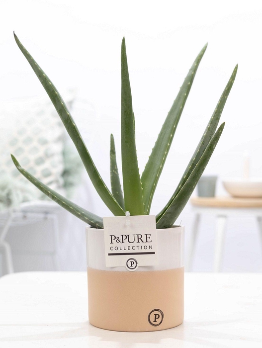 <h4>Aloe Vera in P&PURE Rosy ceramics</h4>