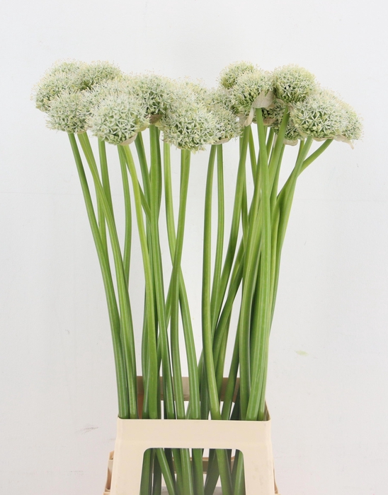 <h4>ALLIUM WHITE GIANT</h4>