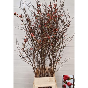 CHAENOMELES JAPONICA