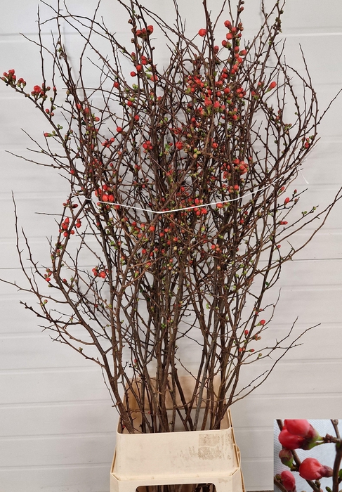 <h4>CHAENOMELES JAPONICA</h4>