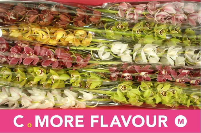 <h4>CYMB MI GEM</h4>