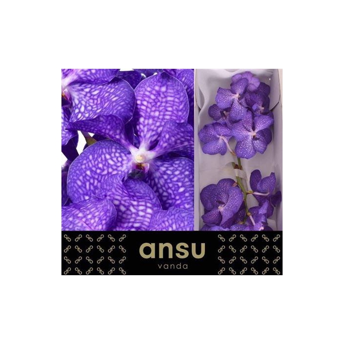 <h4>Vanda Kan Blue Magic</h4>