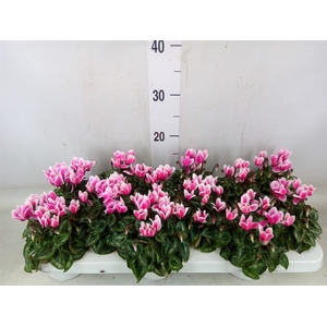 Cyclamen KL 'Snowridge Mini'