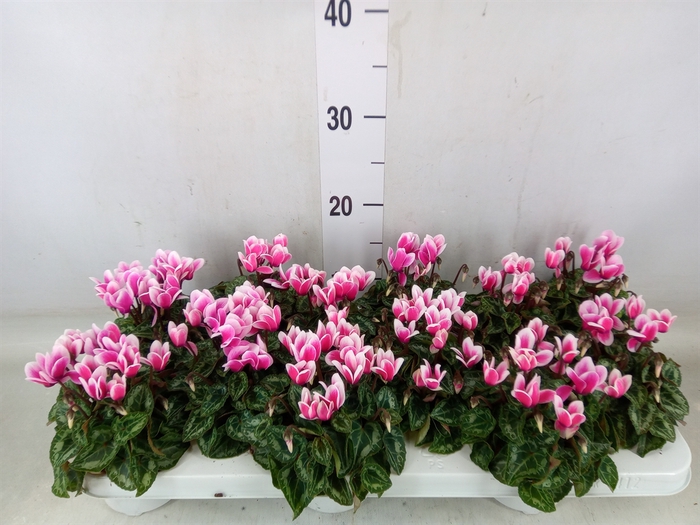 <h4>Cyclamen KL 'Snowridge Mini'</h4>