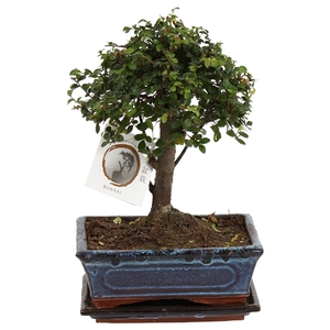 Bonsai 'Zelkova parv.' in ø20cm Ceramic Ball Shape with Saucer