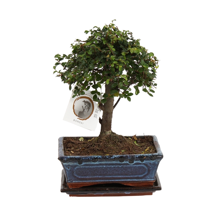 <h4>Bonsai 'Zelkova parv.' in ø20cm Ceramic Ball Shape with Saucer</h4>