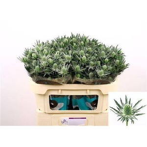 Eryngium Sirius Qstar White 70cm