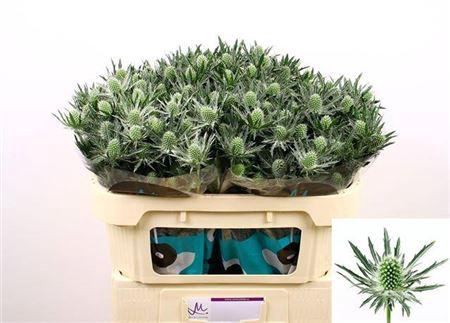 <h4>Eryngium Sirius Qstar White 70cm</h4>