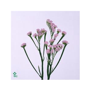 Statice Pretty Wings