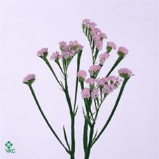 <h4>Statice Pretty Wings</h4>