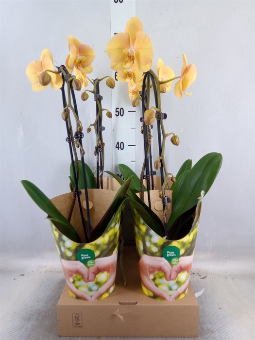 <h4>Phalaenopsis  'Elegant Cascade'</h4>