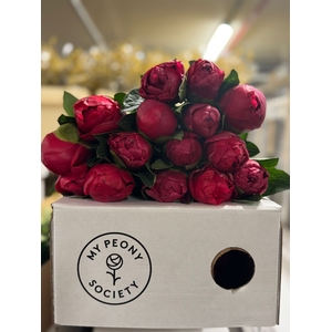 Paeonia Belgravia