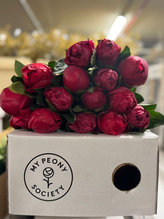 <h4>Paeonia Belgravia</h4>