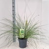 Cortaderia selloana Tiny Pampa