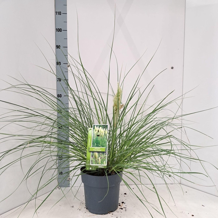 Cortaderia selloana Tiny Pampa