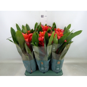 Guzmania  'Fiero Red'