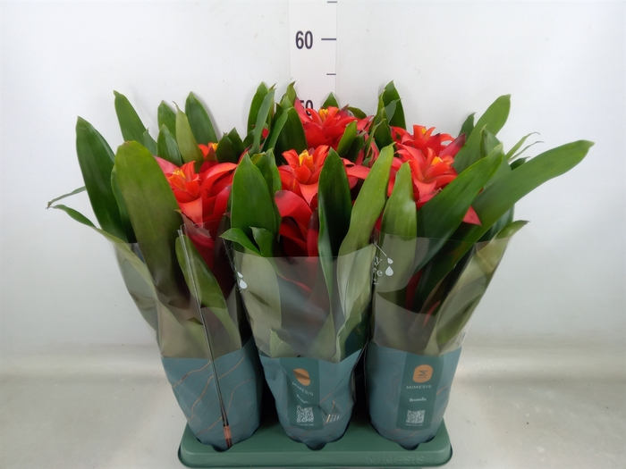 <h4>Guzmania  'Fiero Red'</h4>