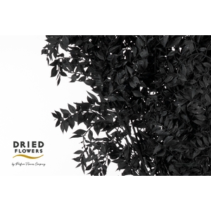 Dried Bleached Ruscus Black