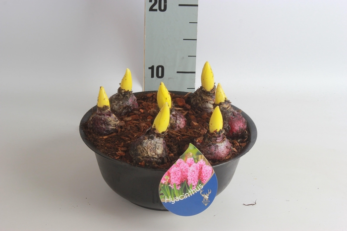 <h4>ARR HYACINTH</h4>