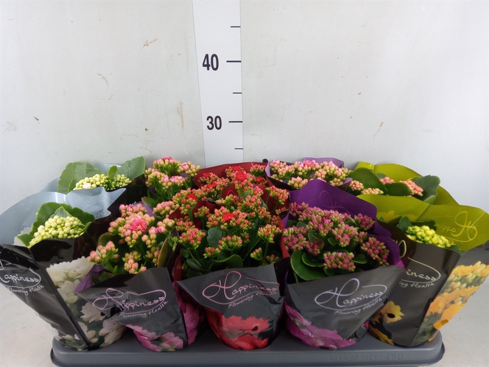 <h4>Kalanchoe blos.   ..rosebud rs fl 5</h4>