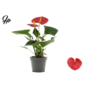 Anthurium 9 cm Success Red in transparant sleeve