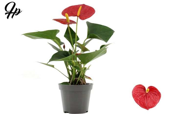 <h4>Anthurium 9 cm Success Red in transparant sleeve</h4>