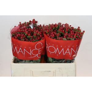 Hypericum Red Light Romance