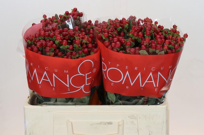 Hypericum Red Light Romance