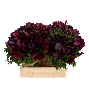 Anem Mistral Bordeaux