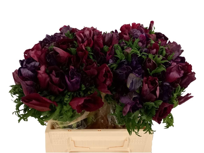 <h4>Anem Mistral Bordeaux</h4>