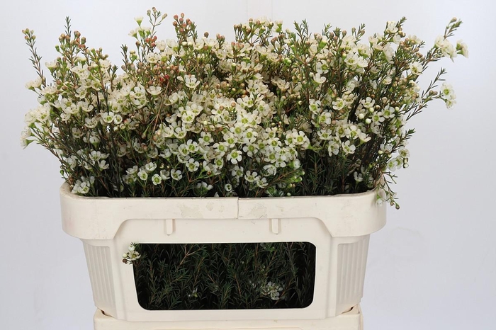 <h4>Chamelaucium Sirius</h4>