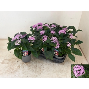 PENT STARCLUSTER LAV