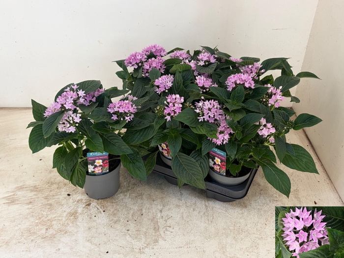 <h4>PENT STARCLUSTER LAV</h4>