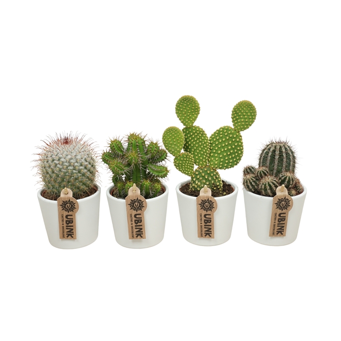 <h4>Cactus mix in 9 cm 'Wit Potje'</h4>