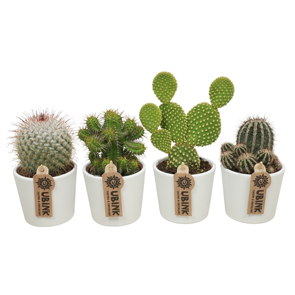 <h4>Cactus mix in 9 cm 'Wit Potje'</h4>