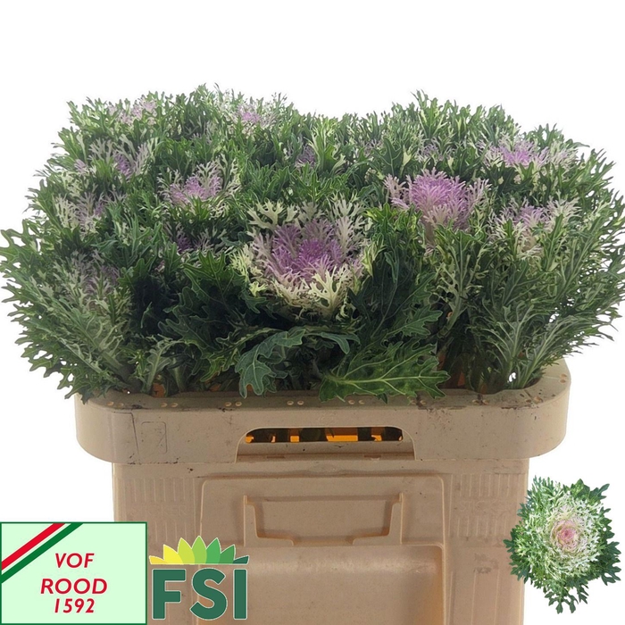 <h4>BRASS CRANE KING</h4>