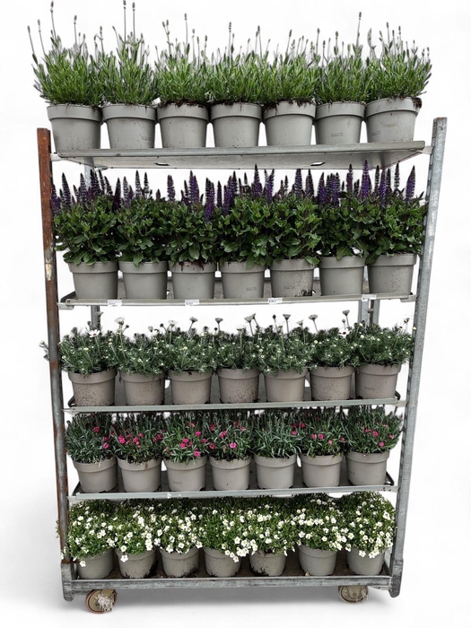 <h4>Vaste Planten MIX V C3</h4>