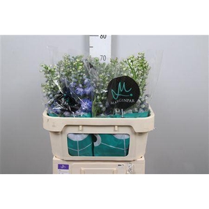 Delphinium DU 'Guardian Blue'