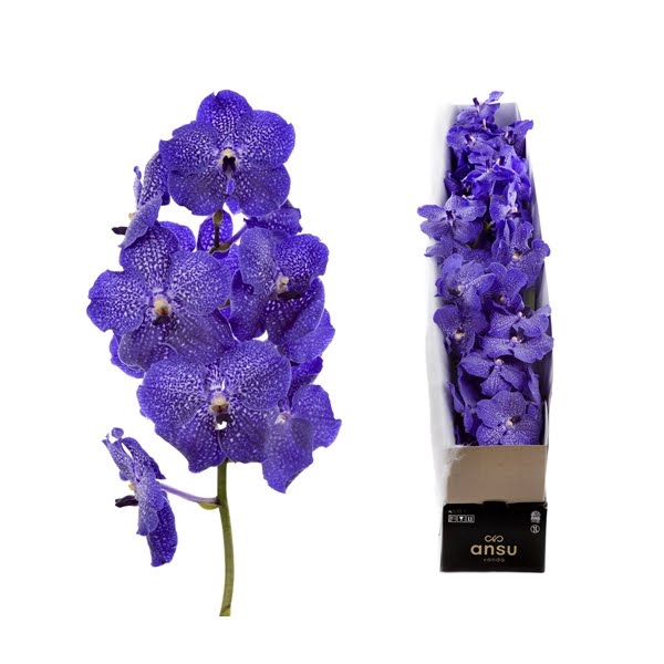 Vanda Midnight Blue X4