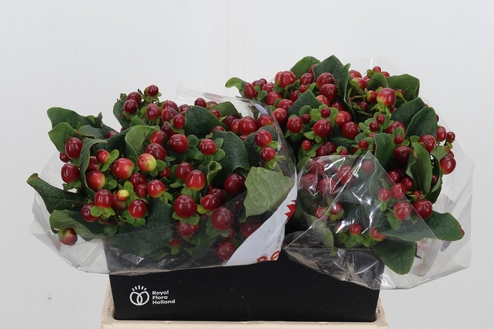 <h4>Hyp Mag Seasons</h4>