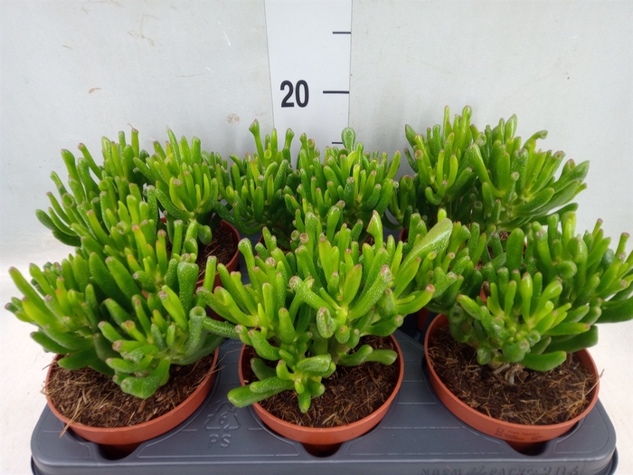 <h4>Crassula ovata 'Hobbit'</h4>