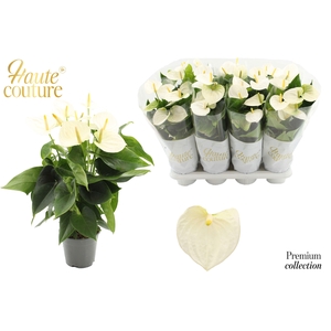 Anthurium 14 cm Cocos in Haute Couture sleeve